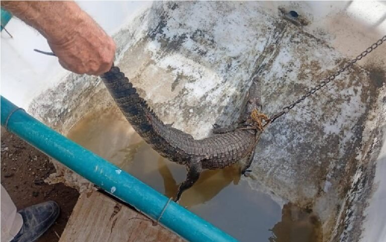 Agricultor captura a reptil en Villagrán, Tamaulipas