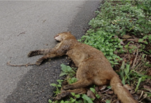 Reportan muerte de yaguarundí en carretera de El Cielo