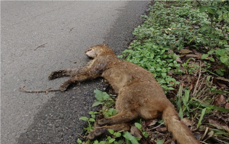 Reportan muerte de yaguarundí en carretera de El Cielo