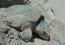 Llegan 2 tortugas lora a playa Bagdad para desovar
