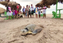 Se registra llegada masiva de tortugas lora a Playa Miramar
