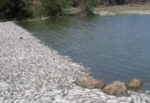 Reportan mortandad de peces en sistema hidráulico