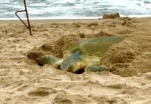 Más de 207 mil huevos de tortuga lora se han registrado durante temporada 2026