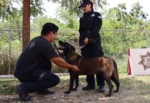 Aplican medidas de protección a binomios K-9 de la GE por altas temperaturas