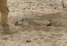 Tamaulipas supera los 222 mil huevos de tortuga lora protegidos
