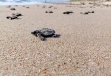 Realizan las primeras liberaciones de tortuga lora