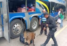 Supervisión permanente en Central de Autobuses del Agrupamiento Canino de la GE