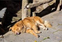 Mantienen operativos por casos de gusano barrenador en perros