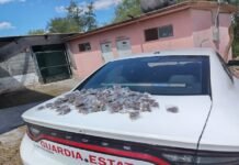 Decomisan droga tras persecución en Matamoros