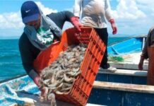 Inicia veda del camaron en sistemas lagunarios de Tamaulipas