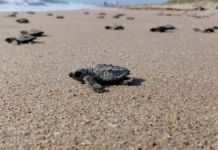 Se registran las primeras crías de tortuga Lora