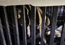 Felino silvestre rescatado recibe atención especializada