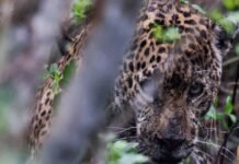 Liberan a jaguar rescatado tras atención médica especializada