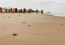 Llevan a cabo la primera liberación pública de tortuga lora en La Pesca