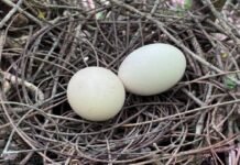 Refuerza Tamaulipas protección a la paloma ala blanca