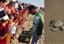 Niñas y niños de Güémez participan en liberación de crías de tortuga lora