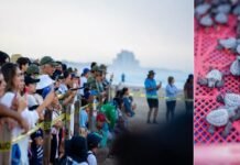 Disfrutan liberación de crías de tortuga lora en Playa Miramar