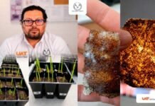 Otorgan patente a la UAT por elaboración de bioplásticos