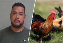 Supuestas peleas de gallos en propiedad de Monte Alto concluye en arresto