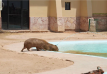 Protegen a animales del Zoológico de las altas temperaturas