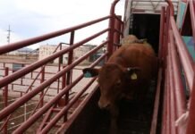 Aumentan casos de gusano barrenador en Soto la Marina y Aldama