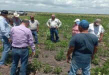 Supervisan en San Fernando y Méndez avance del cultivo de frijol guar