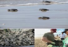 Tamaulipas lidera en la protección de la tortuga lora