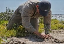 Impulsan en Tamaulipas estrategia de reforestación con más de 134 mil manglares y árboles nativos
