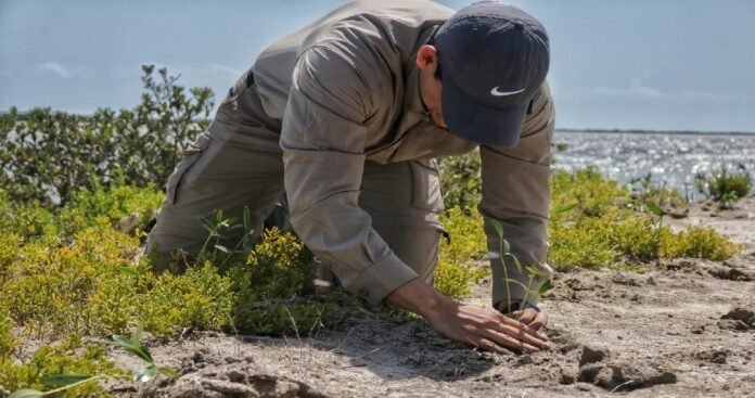 SDU-040-2026.- Contribuye SEDUMA a estrategia de reforestación con más de 134 mil manglares y árboles nativos (1)